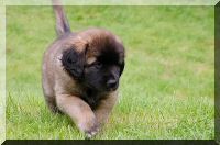 leonberger 087.jpg